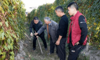 播种淮山，收获幸福
